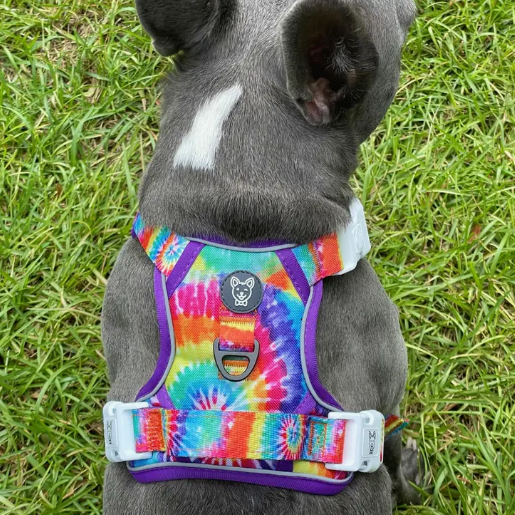 back side view of no pull harness on french bulldog