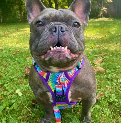 No pull dog harness on french bulldog, front side view.