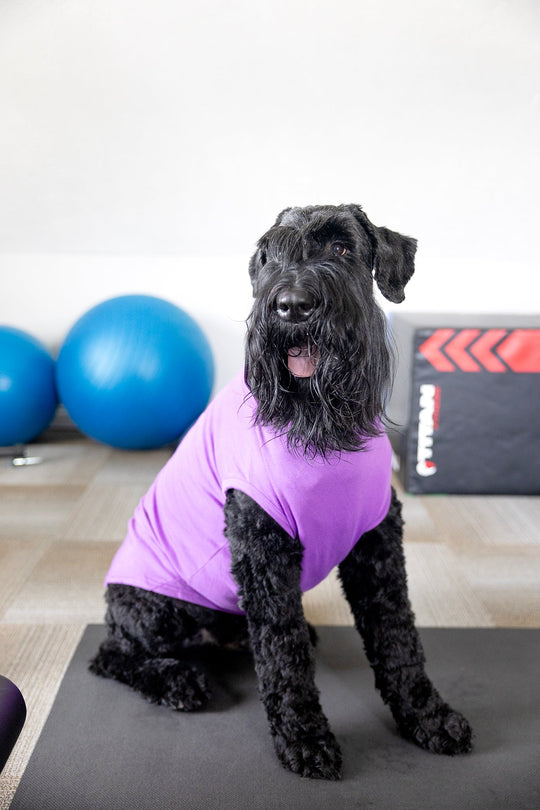 Purple Blank Pet Shirt for DIY Customization - Perfect for Personalizing