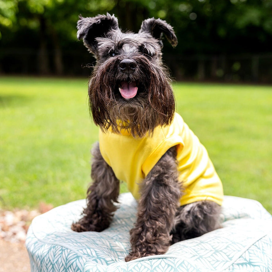 Puppy Shirt for New Dog - Summer Tee for Pets