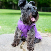 Purple Birthday Dress for Dog – Pink & Gold Design Party Outfit