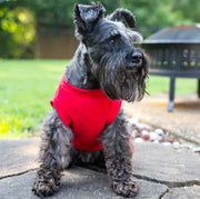Red Dog Dress - Love Bug Design, Cute Father's Day Outfit for Pets