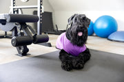 Purple Blank Pet Shirt for DIY Customization - Perfect for Personalizing
