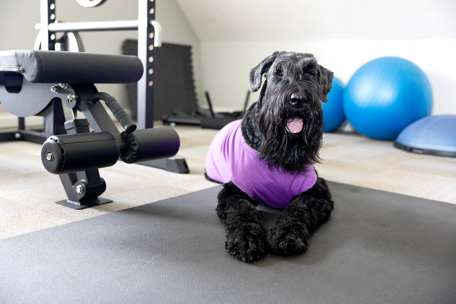 Purple Blank Pet Shirt for DIY Customization - Perfect for Personalizing
