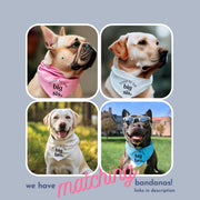 
Sibling Cat Bandana for New Pup - Reveal Idea for Dog Mom Gift
