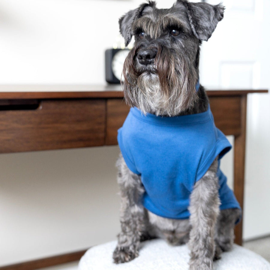 Sibling Dog Shirt in Blue - Big Brother Outfit for Dogs
