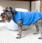 Sibling Dog Shirt in Blue - Big Brother Outfit for Dogs