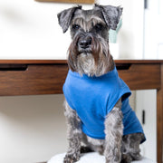 Sibling Dog Shirt in Blue - Big Brother Outfit for Dogs