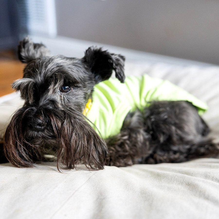 Unisex Pet Birthday Shirt in Green - Fits XS to Giant Breeds for Dogs