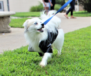 front side view of black designer dog coat open with fleece inside showing