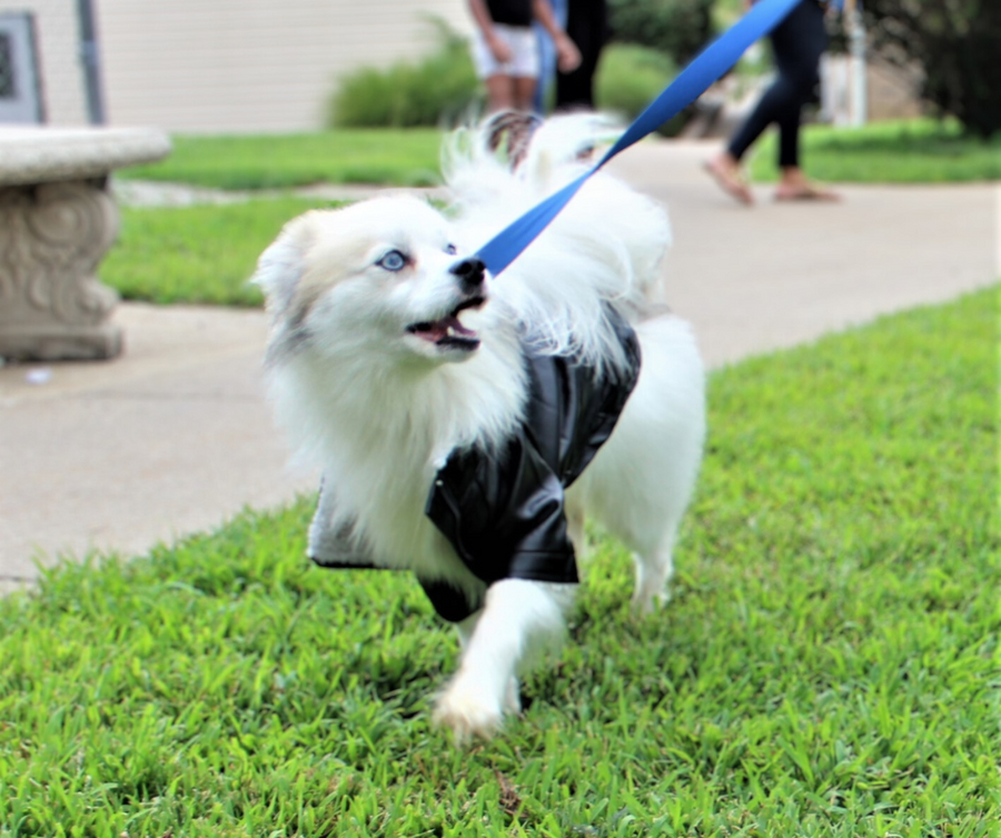 front side view of black designer dog coat open with fleece inside showing