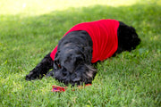 Fourth of July Red Dog T Shirt