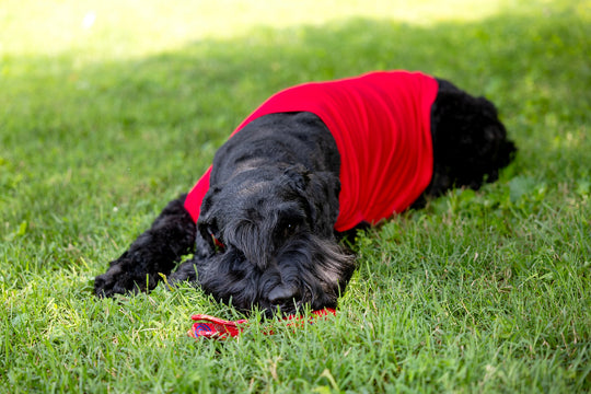 Fourth of July Red Dog T Shirt