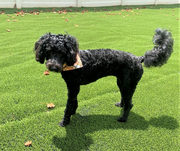 dog bandana fall on doodle standing profile