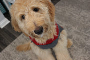 dog Christmas sweater front view