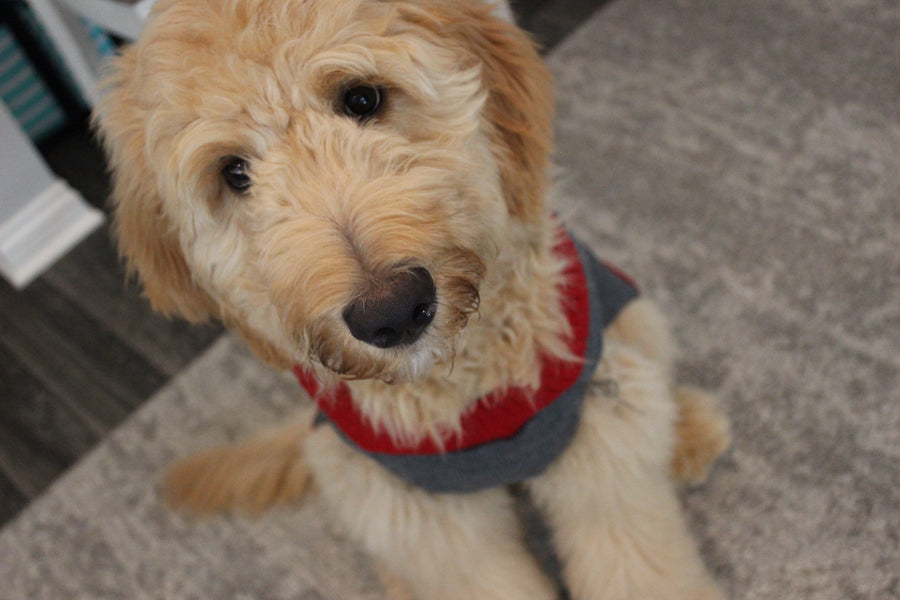 dog Christmas sweater front view
