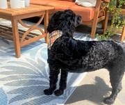 profile of doodle in fall bandana with orange, green, black, yellow colors