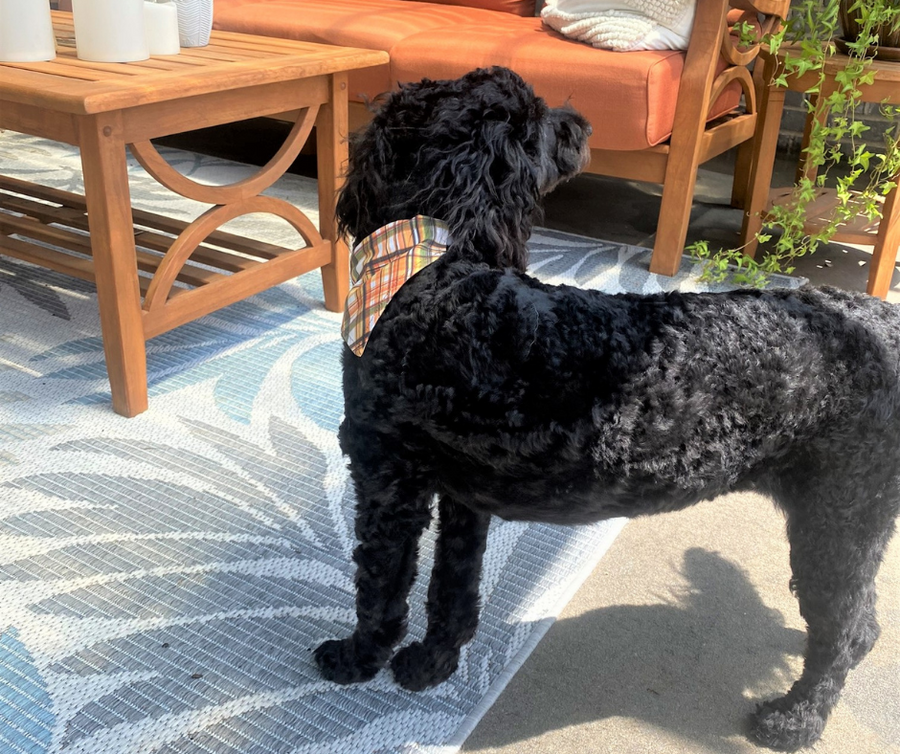 profile of doodle in fall bandana with orange, green, black, yellow colors