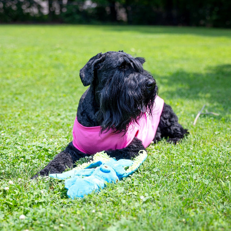 Dog Tee for Reveal Party | Pink Sibling Announcement Shirt for Pet