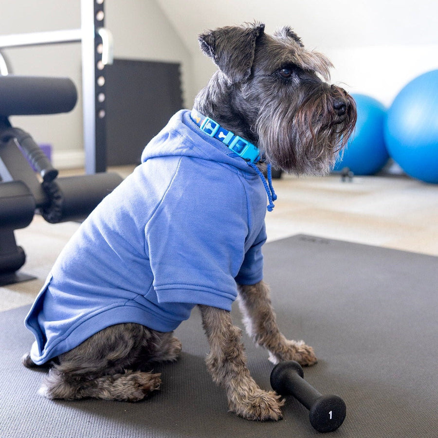Little Brother Dog Jacket – Blue Hoodie for Dog Mom Gift & Gender Reveal