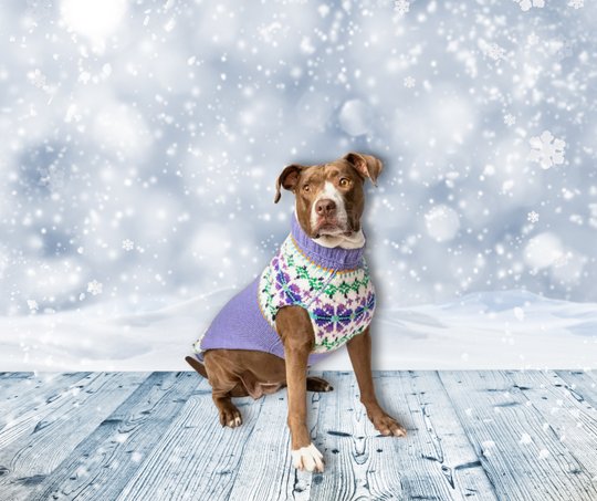 large sweater for purple dog showing sitting position fit, pretty flowers on top