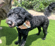 close up of over the collar fall dog bandana around doodle neck
