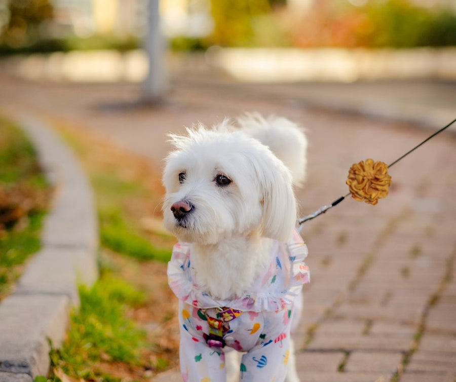 Dog Bow for Pet Collar | Rose Flower Clip-On Accessory for Dogs