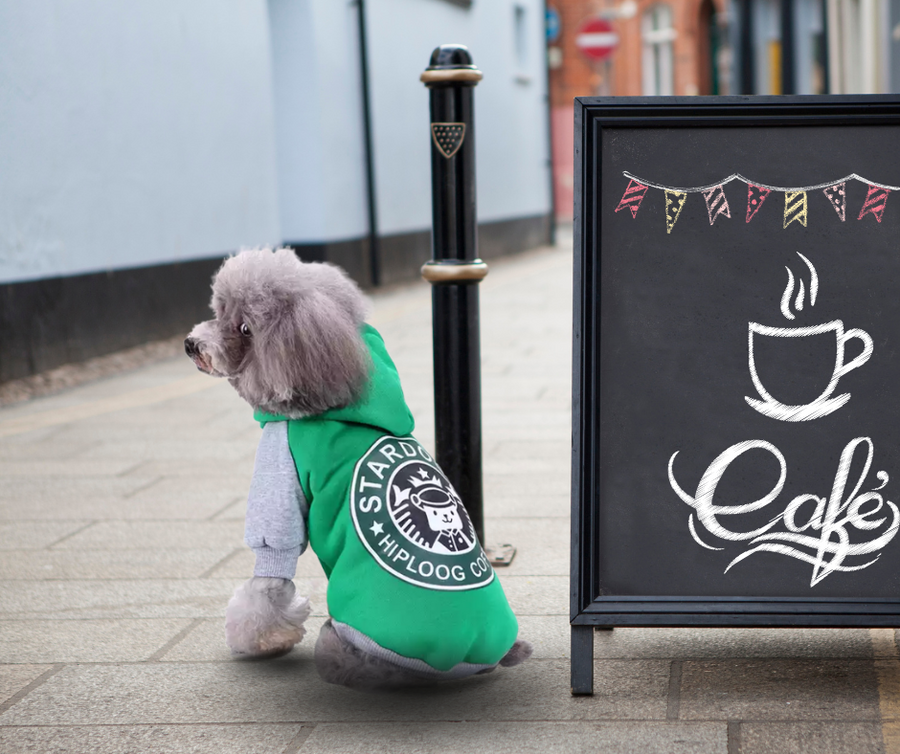 Medium dog in green dog sweatshirt, showing back side and design. Dog shirt with hood.