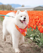 Hawaiian Dog Bandana for Summer - FINAL SALE