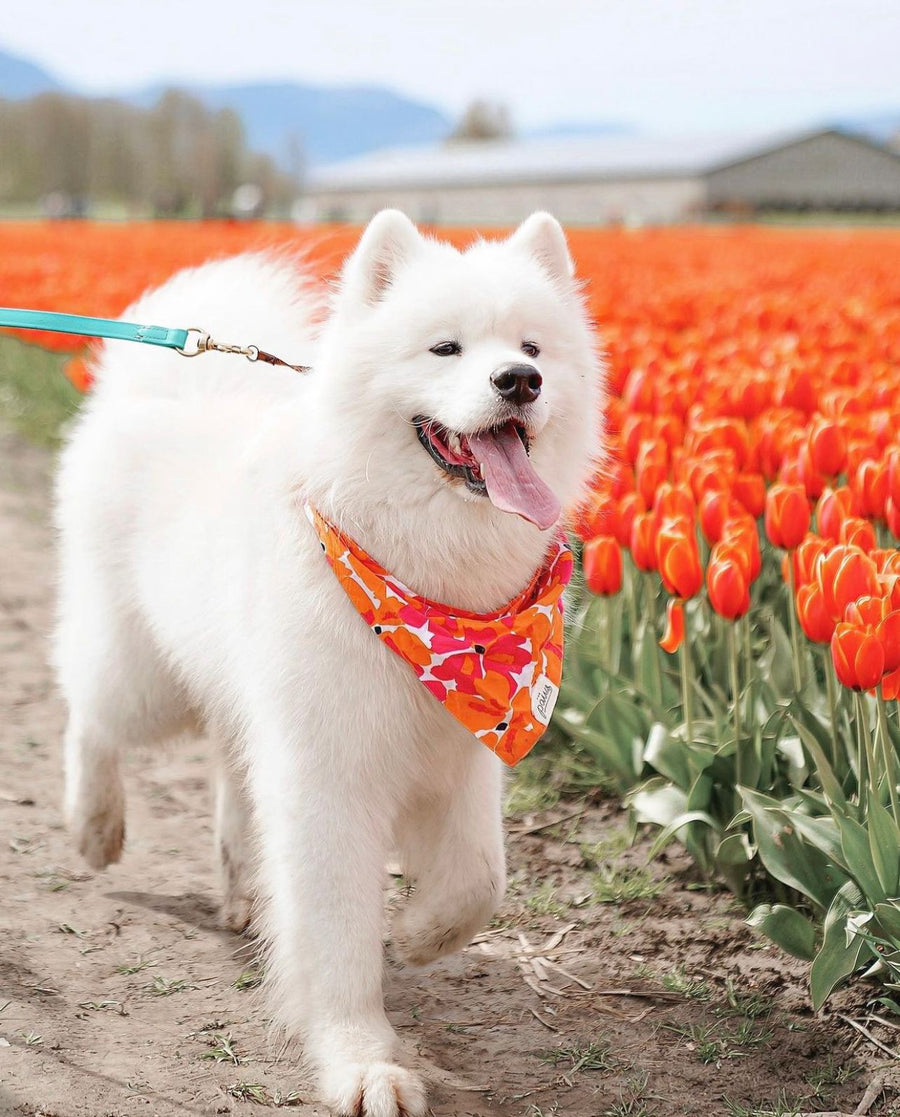 Hawaiian Dog Bandana for Summer - FINAL SALE