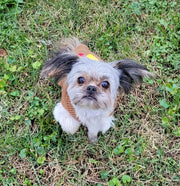 Small dog in Holiday dog sweater, brown in color
