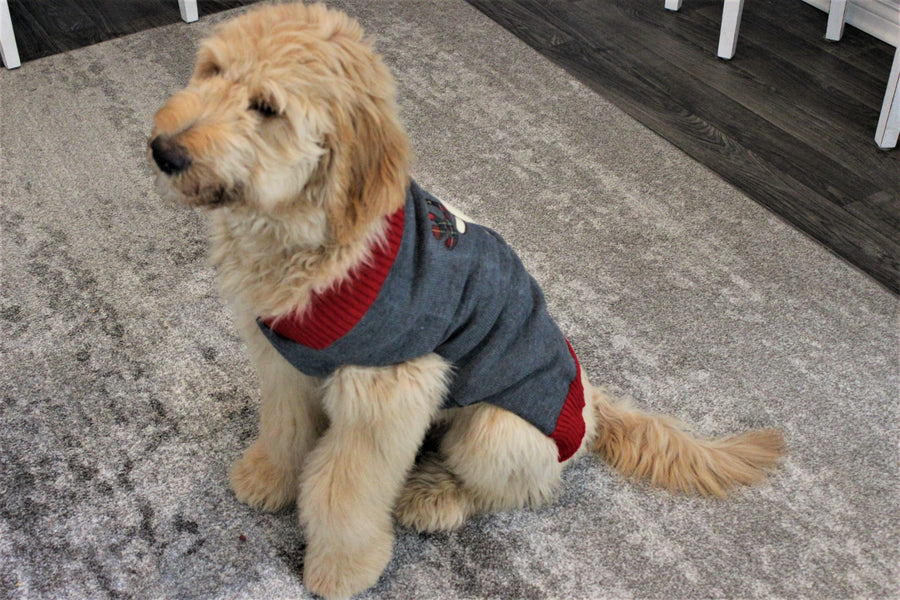 Front view of Winter dog sweater with reindeer, design on back.