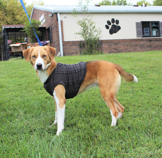 Gray sweater for dog on medium dog, side view