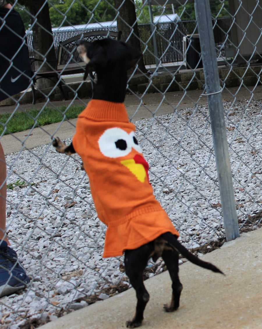 side view of orange dog sweater for fall, dachshund dress for fall