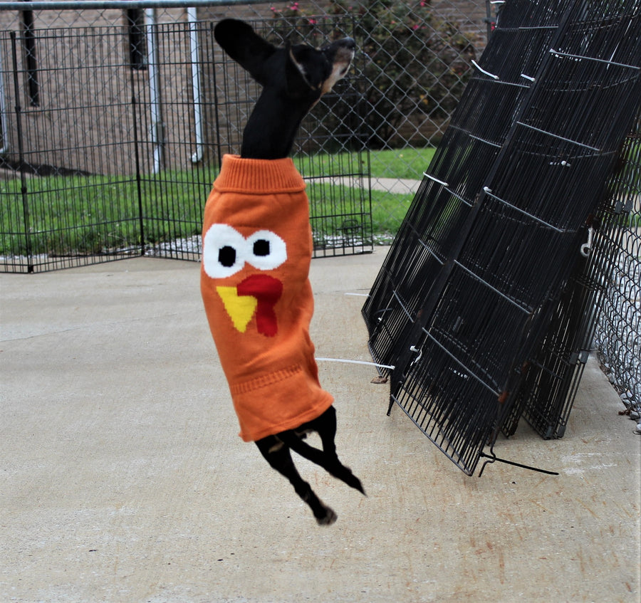 dog sweater dress for Thanksgiving, color orange showing large turkey face on sweater