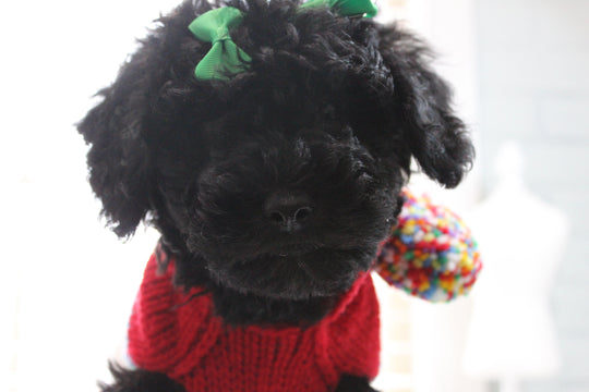 red winter dog sweater close up, showing colorful pom pom on hood