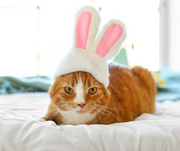 Halloween Hats for Cats and Small Dogs