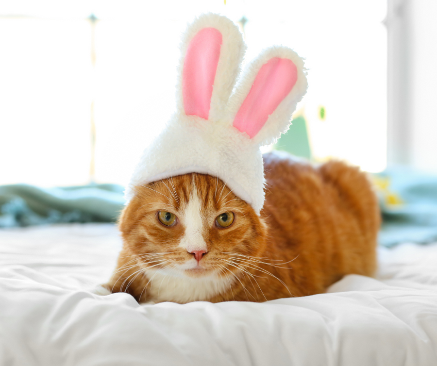 Halloween Hats for Cats and Small Dogs