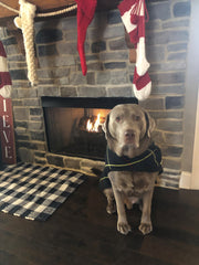 Navy Tartan Blanket Coat for Large Dog