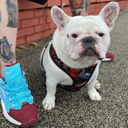 no pull dog harness design on sitting bulldog