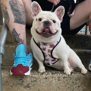white frenchie bulldog with reversible dog harness with tattoo print