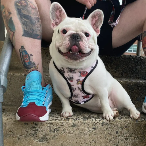 white frenchie bulldog with reversible dog harness with tattoo print